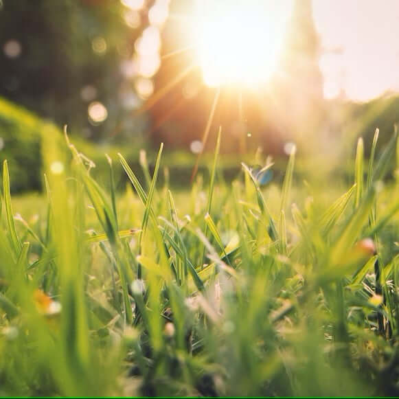 SHAVENT, Rasur im Frühling, Wiese, Sonnenuntergang