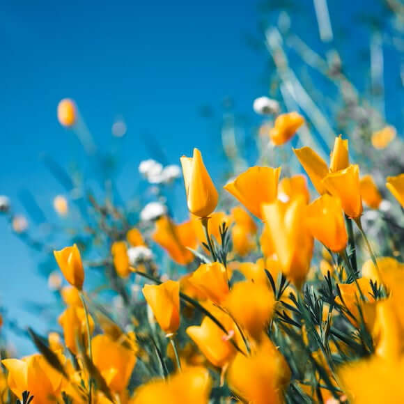 Tulpen auf einer Wiese SHAVENT nachhaltig rasieren